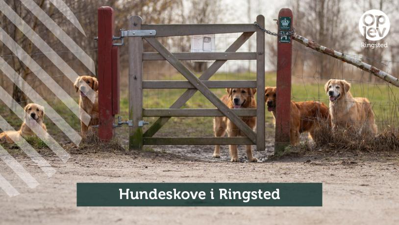 Hundeskove i Ringsted